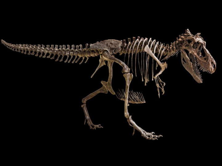 Esqueleto de Tyrannosaurus Rex en fondo negro