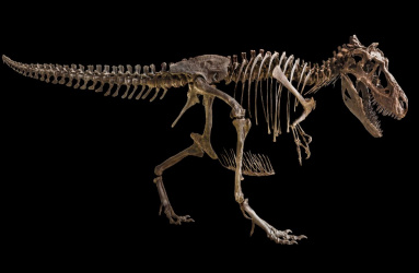 Esqueleto de Tyrannosaurus Rex en fondo negro
