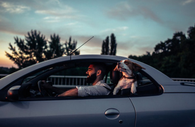 Persona multada por pasear a su mascota en el auto