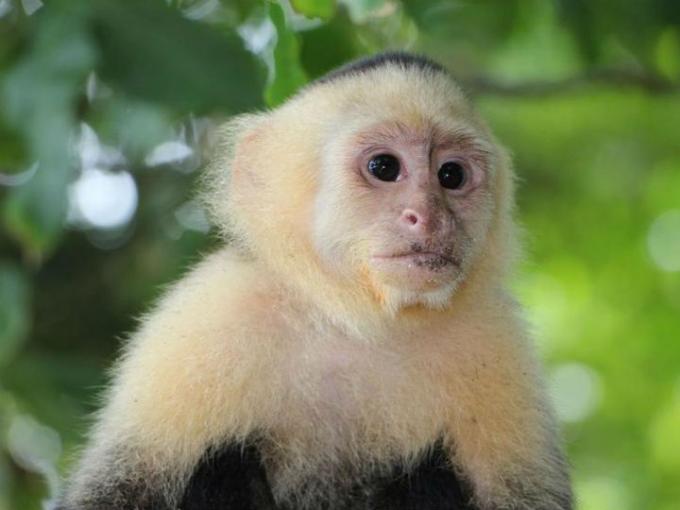 Albardilla Anguila suerte Venden mono capuchino en Facebook y hasta en Tepito (y esto cuesta)