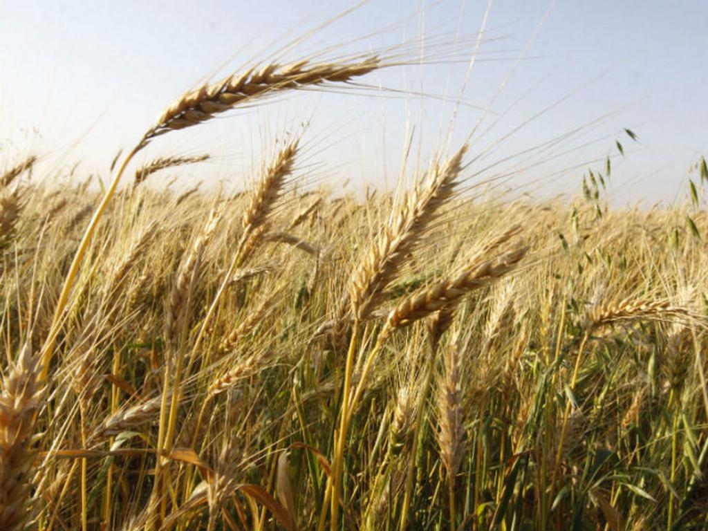 La producción de trigo subiría 6.9%, a 27 millones de toneladas. Foto: Reuters