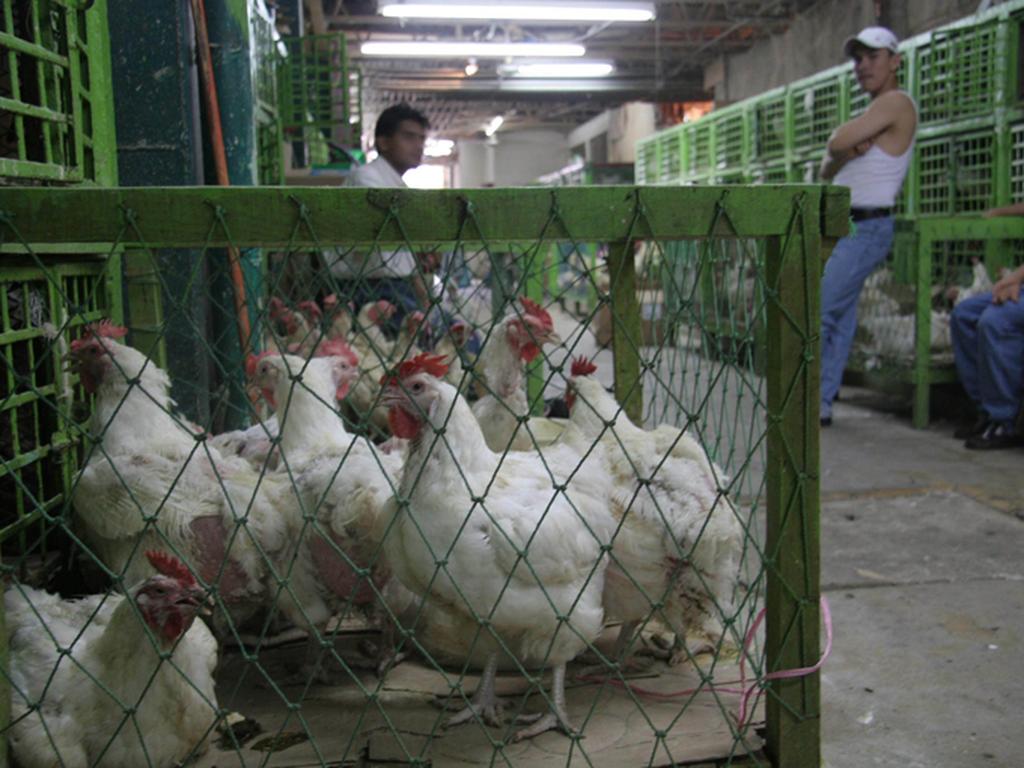 La Senasica reportó que hasta el momento se han inspeccionado 49 granjas y 32 predios de avicultura de traspatio en los municipios guanajuatenses. Foto: Archivo Excélsior