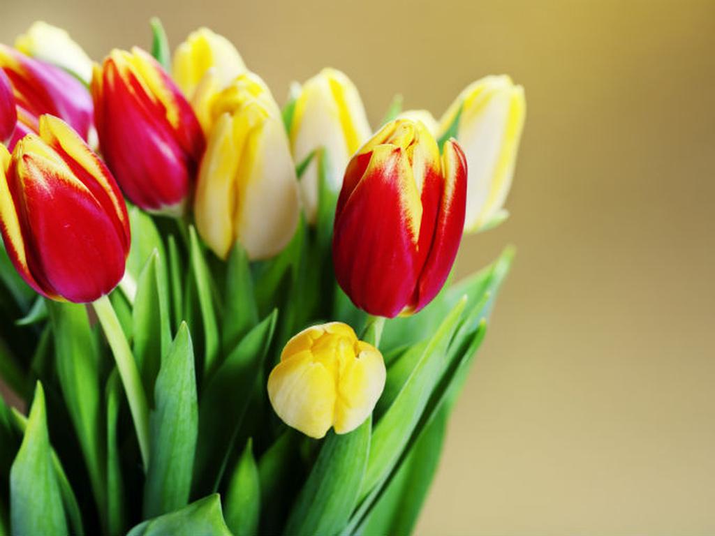 12% de los encuestados dijo que regalarán flores a las madres en su día. Foto: Photos.com