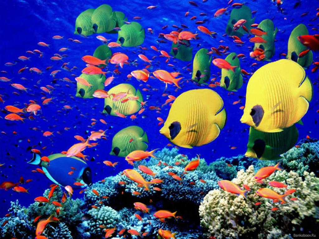 Google espera que se aumente la conciencia pública sobre el deterioro de  los arrecifes de coral. Foto: Especial