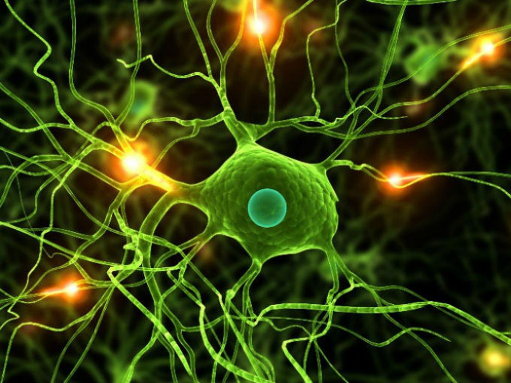 El estrés mata neuronas, e incluso, evita que se formen nuevas en el hipocampo.. Foto: Photos.com