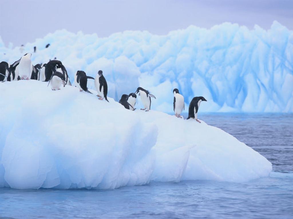 El territorio antártico, delimitado por el paralelo de 60 grados Sur, es el único continente del planeta que no cuenta con una población humana nativa. Foto: Thinkstock