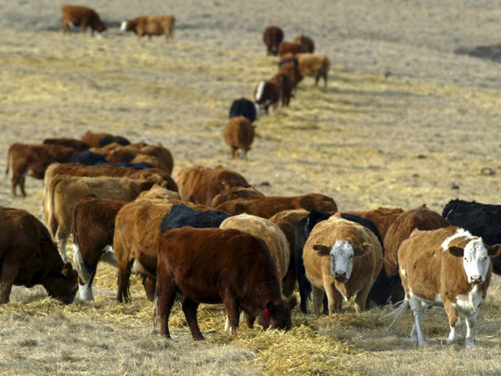 La vaca enferma es de una granja de Alberta y las autoridades investigan al ganado para ver si otros animales podrían estar infectados. Foto: Reuters