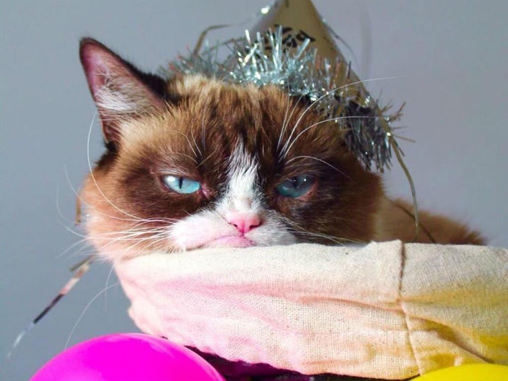 Grumpy Cat es una hembra de raza Ragdoll, con enanismo felino, nacida el 4 de abril de 2012. Foto: Facebook Grumpy Cat