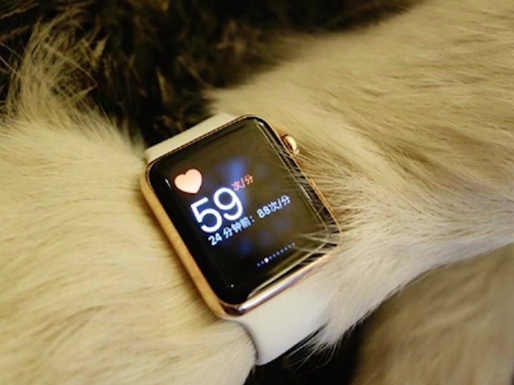 Wang Sicong decidió regalarle dos Apple Watch de oro a su perro y mostrar con orgullo su compra en las redes sociales. Foto: Weibo