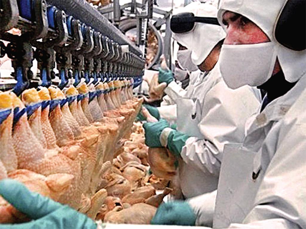 PILGRIM’S PRIDE México espera una pronta resolución de la Cofece en cuanto a la compra de la división de pollos de Tyson. Foto: Especial