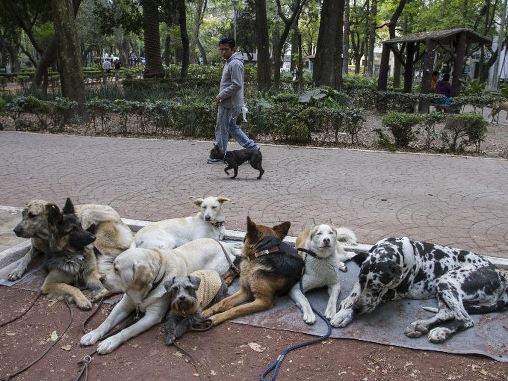 En la capital del país radican alrededor de dos millones de perros que generan alrededor de 700 toneladas diarias de heces. Foto: Cuartoscuro.