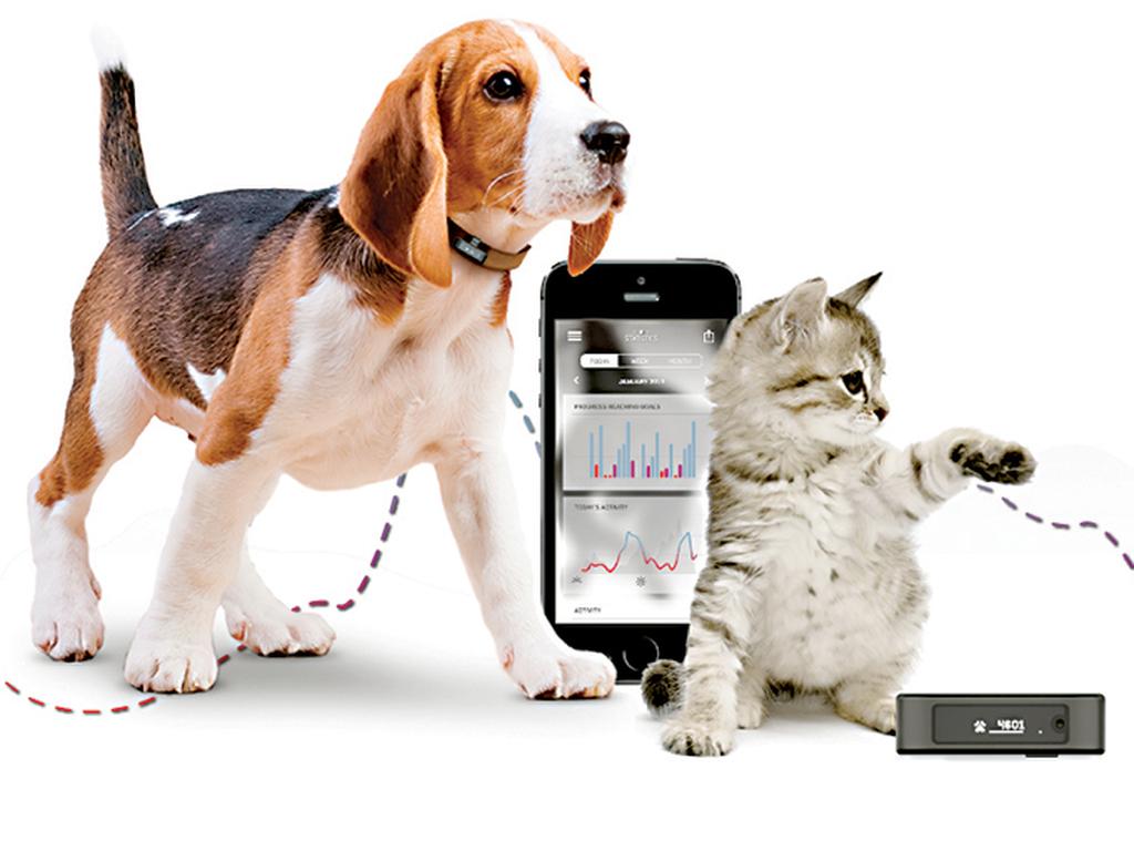 a consultora IDTech Ex prevé que el valor de mercado de los dispositivos para mascotas alcance 2.6 mil millones de dólares para el año 2025. Foto: Especial