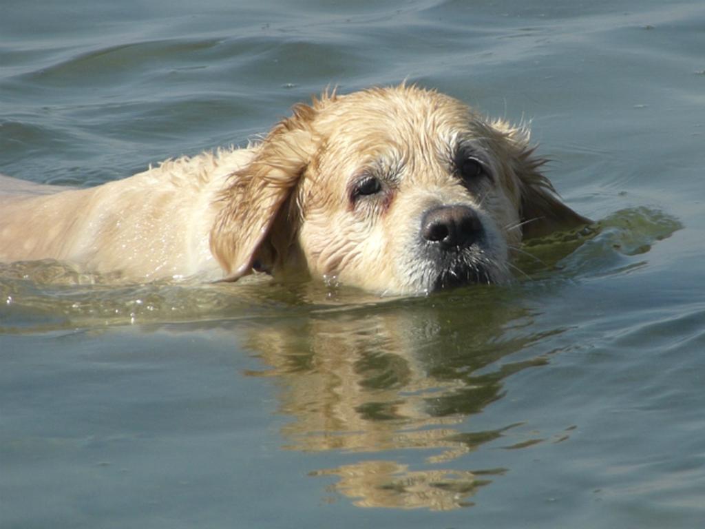 Los animales de compañía pueden ahogarse o escapar en pánico y perderse, protégelos. Foto: Especial