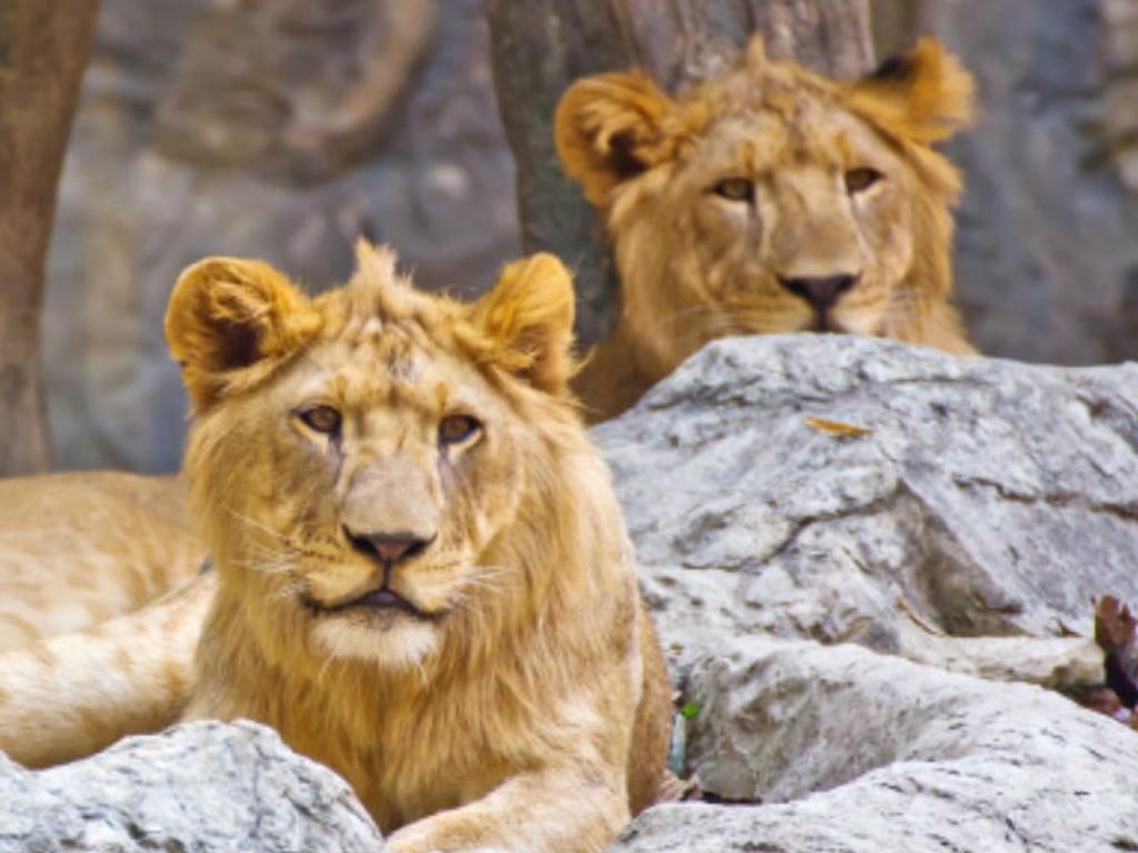 Muchas poblaciones de leones están ahora desapareciendo o próximas a desaparecer en las décadas siguientes. Foto: freedigitalphotos.net.