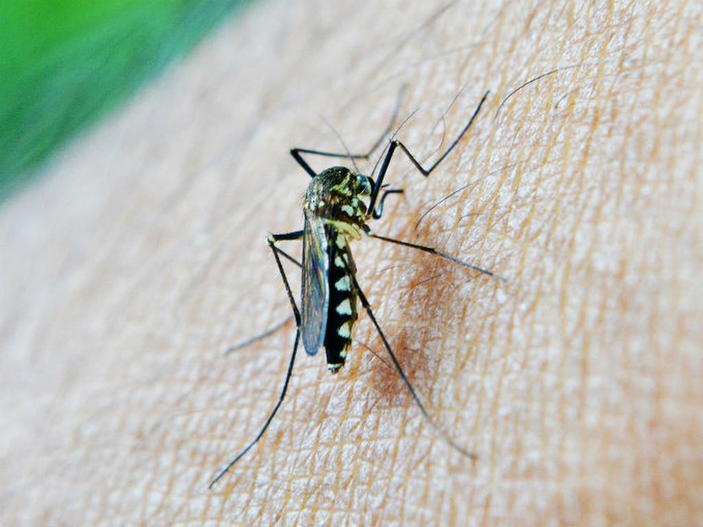  La prevención es la clave para evitar el contagio del virus del zika. Foto: Pixabay