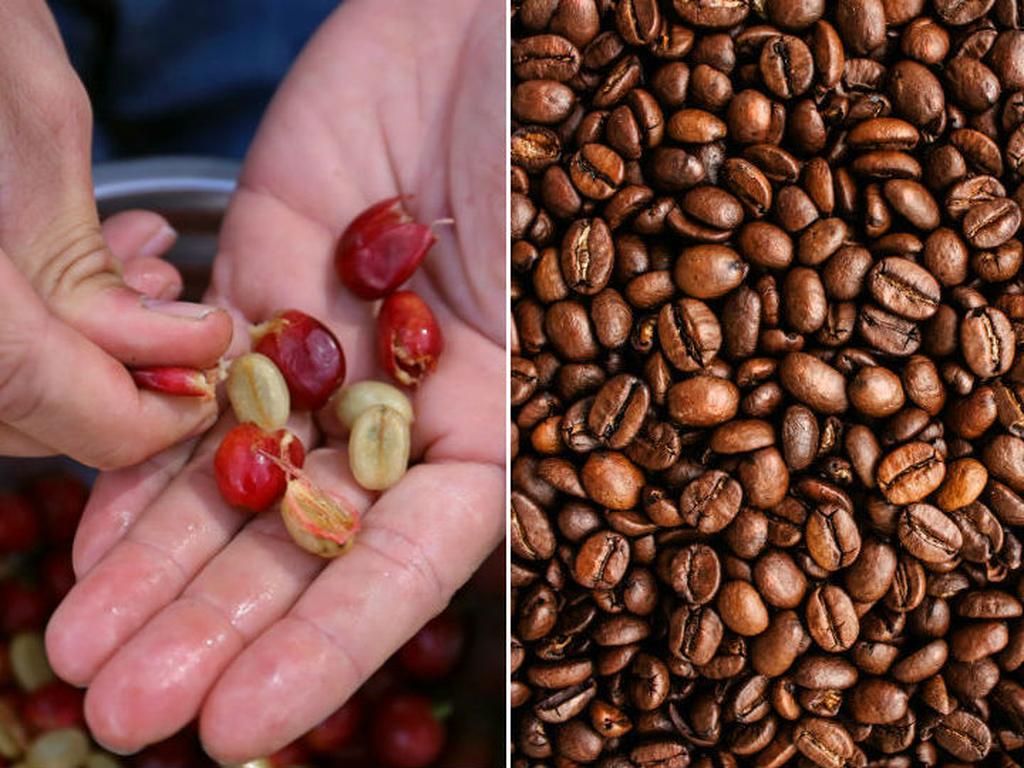 Descubre porqué las cáscaras de café valen más que el propio grano. Foto: Especial