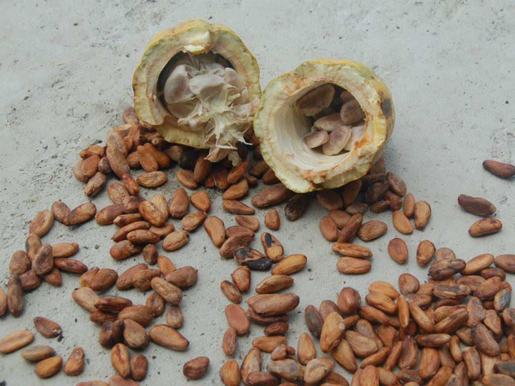 El cacao, fruto valioso en Mesoamérica. Foto: Varresa