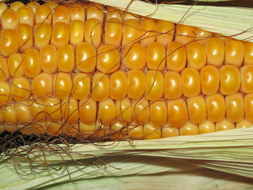 Los 20 platillos con maíz que más consumen los mexicanos. Foto: Pixabay