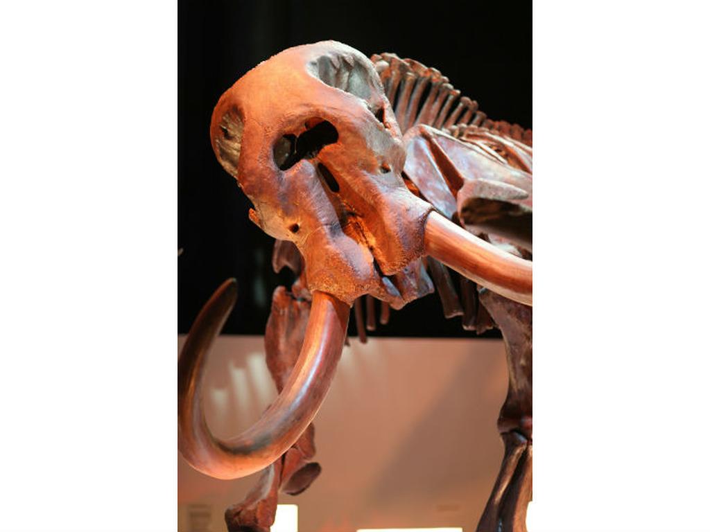 Descubren restos de 14 mamuts en México. Foto: Pixabay