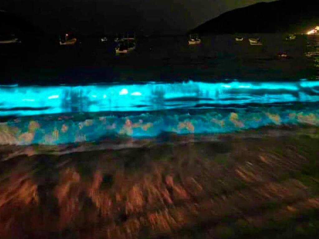 La bioluminiscencia es un proceso que se da en los organismos vivos, en el que la energía que genera una reacción química se manifiesta como luz. Fotos: TWITTER @DIDETZISOTELO