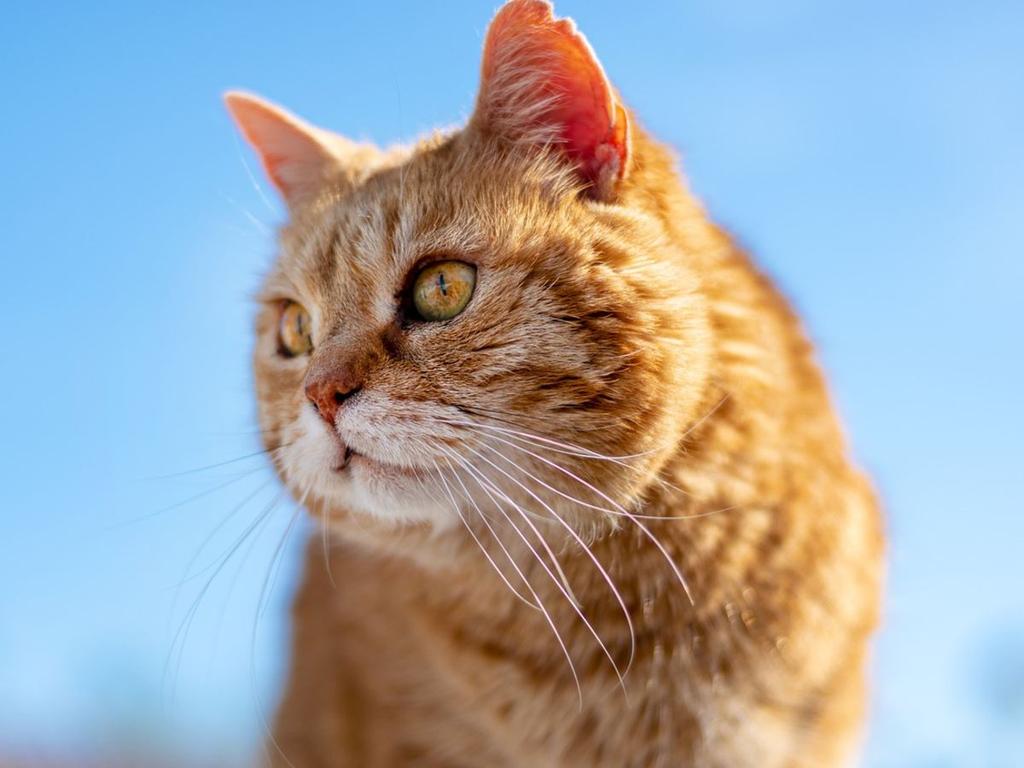 Según el INEGI, son 3 millones de gatos los que ya tienen dueño, lo que representa el 15% de las mascotas en México. Foto: Pixabay.