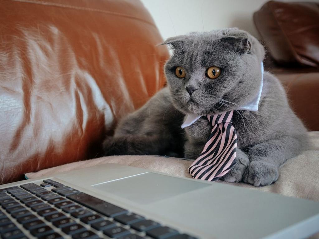 Gato gris con corbata sentado frente a computadora