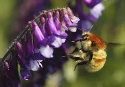 Se estima que este año un tercio de las abejas en Estados Unidos no sobrevivieron al invierno. Foto: Getty