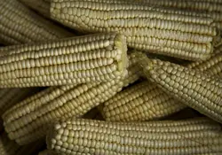 Por cada tonelada de maíz que se lava se ocupan entre dos mil y tres mil litros de agua. Foto: Cuartoscuro.