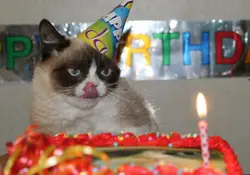 Hoy cumple años uno de los gatos-memes más famosos dentro y fuera de internet: Grumpy Cat. Foto: Facebook Grumpy Cat
