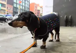 Se trata de un chaleco para tu mascota, el cual cuenta con un sistema de luces LED que permiten mostrar mensajes definidos y controlados a distancia desde tu smartphone. Foto: Kickstarter video