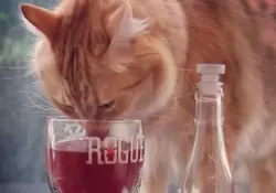 'Apollo Peak' elabora una bebida muy parecida al vino, pero sin los ingredientes que pueden afectar a los gatos. Foto: Apollo Peak