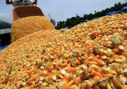 México importó el año pasado casi 13 millones de toneladas de maíz amarillo, que usa principalmente para alimento del ganado. Foto: Archivo