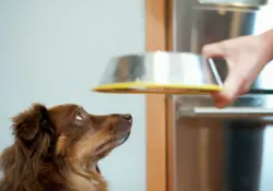 Embark Veterinary es una startup estadounidense especializada en realizar análisis de ADN en perros. Foto: Especial.