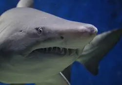 La tercera temporada de Shark Tank México en busca de emprendedores se estrena en abril. Foto: Pixabay