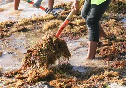 Emprendedores y científicos mexicanos buscan ver el vaso medio lleno ante la proliferación de algas en Quintana Roo. Foto: Cuartoscuro