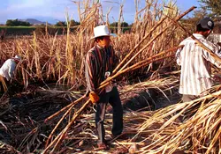 El Programa de Trabajadores Agrícolas México-Canadá (PTAT) podría alcanzar los 28 mil jornaleros mexicanos que se ocupan en trabajos de campo como la agricultura, la avicultura o la ganadería. Foto: Pixabay
