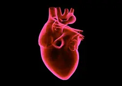 Esta es la primera vez que se consigue el diseño e impresión en 3D de un órgano complejo como es el corazón. Foto: Pixabay.