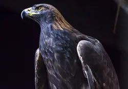 El águila real es una de las especies más emblemáticas y simbólicas de México. Foto: Especial