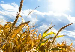 El sector agroalimentario será duramente impactado con el Paquete Económico 2020. Foto: Pixabay 