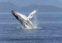 Canadá emite la primera multa por acercarse mucho a una ballena. Foto: Reuters