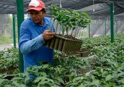 El programa del Bienestar Sembrando Vida iniciará la jornada nacional para sembrar 100 millones de arboles en el país. Foto: Cuartoscuro 