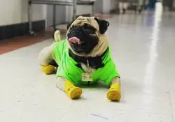 Un pequeño héroe de la raza pug participó en las salas de terapia intensiva de COVID-19. Foto: Excelsior 