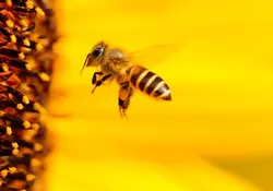 Es muy común encontrar una abeja y sentir un poco de temor. Foto: Pixabay 