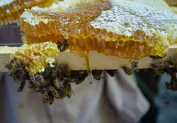 El valor de la miel se ha incrementado hasta en 50% en el último año, debido a que el calentamiento global provocó huracanes y sequías. Foto: Cuartoscuro.