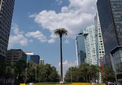 La emblemática “Palma” de la avenida Paseo de la Reforma será retirada el próximo domingo, anunció el gobierno de la Ciudad de México. Foto: Cuartoscuro 