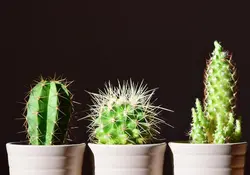 Tres macetas blancas con cactus 
