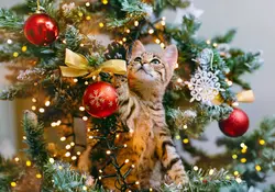 Gato en las ramas de un árbol navideño decorado 