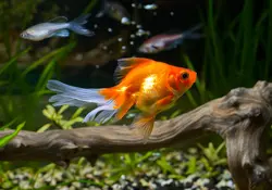 Pecera con un pez de color naranja.