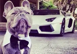 Los perros ricos de Instagram viven mejor que tú y yo