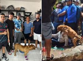Perrito defiende a su dueña de linchamiento en Taxco 
